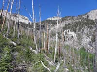 12-neat_old_burn_terrain_to_North_Fork_Deer_Creek_drainage-need_to_cross_aspen_grove_and_then_up