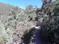 08-follow_trail_through_chaparral