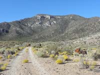 04-many_wild_horses_along_road-peak_in_distance