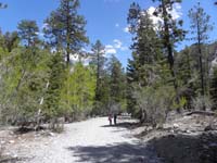 54-back_to_trail-lots_of_pretty_new_growth_on_the_Aspens