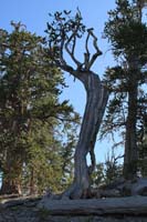 09-neat_dead_Bristlecone