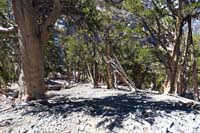 39-down_steep_terrain_through_Bristlecones-screw_Bill_Fry_for_marking_the_tree