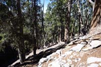 40-down_steep_terrain_through_Ponderosas