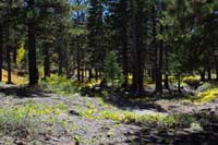 49-neat_shrubs_changing_colors_for_the_season