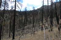 03-lots_of_burned_trees_along_trail