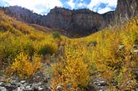 04-amazing_Fall_colors_from_newly_grown_Aspens-great_to_see_life_recovers_after_being_scorched
