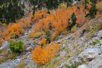 08-zoom_of_Fall_colors