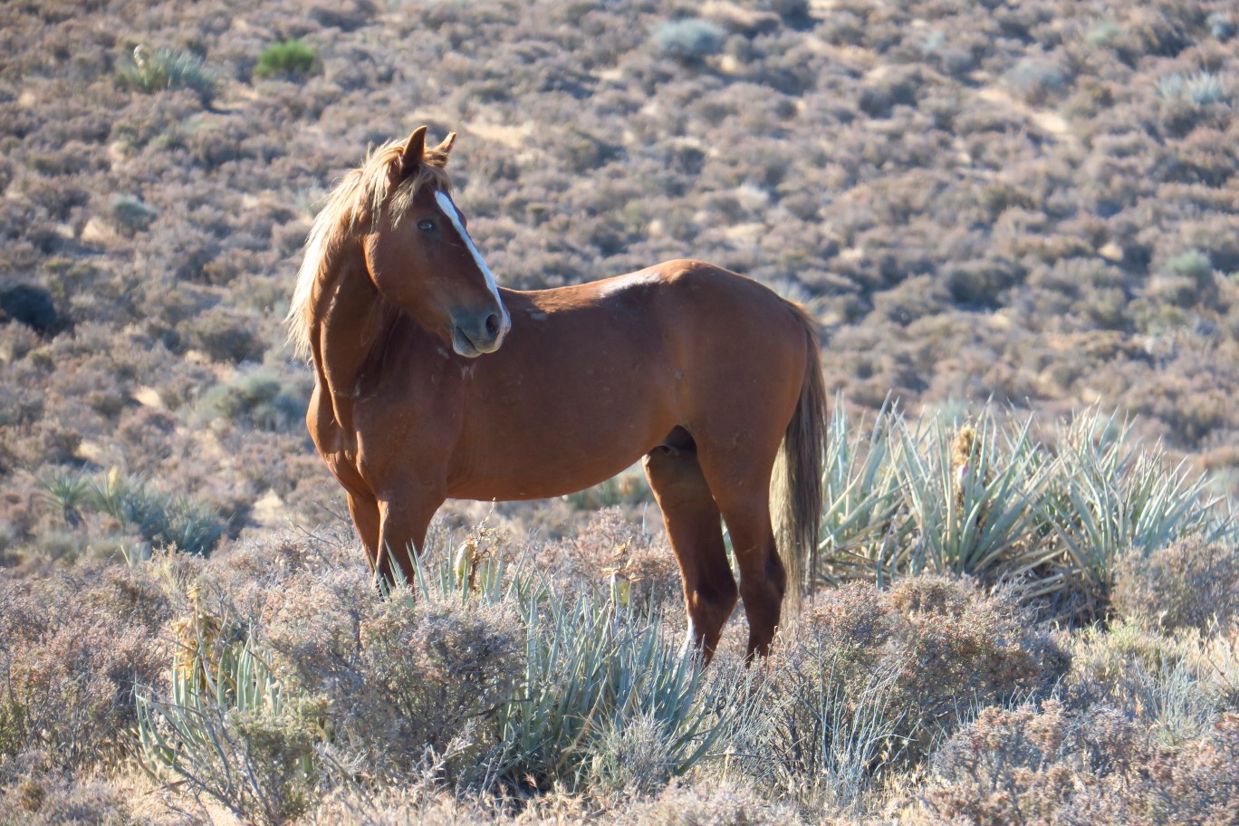 03-another_wild_horse
