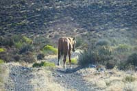 02-encounteed_a_wild_horse_strolling_down_dirt_road