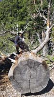 09-Kenny_and_Rainier_on_a_log