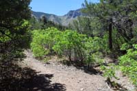 38-trail_junction,we_came_from_left,now_going_right-obvious_this_way,but_not_other_way