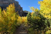 01-aspen_fall_colors_on_Cathedral_Rock_trail