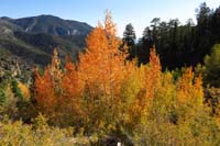 10-pretty_colorful_aspens