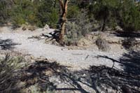 15-Blue_Tree_64-cross_final_washed_out_section_to_continue_trail,I_used_to_travel_up_wash_to_left_connecting_to_Blue_Tree_65