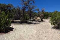 29-Blue_Tree_83-never_noticed_trail_that_goes_around_group_camping_area_until_today,up_and_to_left