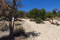 32-Blue_Tree_83B-trail_continues_around_and_over_group_camping_area,replace_sign