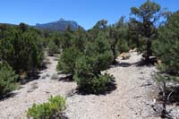 35-approaching_a_trail_junction,trail_continues_to_right,left_leads_to_group_camping_area