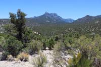 39-scenery_along_trail-Sawmill_parking_area_and_trailhead_down_there-Mummy_Mt,Mt_Charleston_in_distance