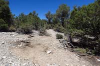 44-Sawmill_48,13-looking_N-Pinyon_Pine,Rocky_Gorge_trail_continues-I_had_created_defined_cairns_and_path_previously