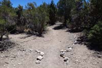 47-Sawmill-reassure_A-actual_trail_continues,usage_trail_to_camping_area_to_left