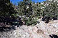 28-about_500_feet_past_Blue_Tree_62,trail_washed_out_again,supposed_to_go_straight,but_tree_blocking,curve_R