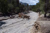 53-trail_continues_a_few_feet_further_up