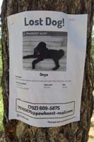 26-recent_lost_dog_posting-unfortunately_dog_is_probably_mountain_lion_meal