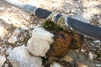 59-Trough_Spring-happy_bees_at_leaking_pipe_junction