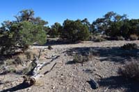 22-Pinyon_Pine_46B-turn_left_going_up_dirt_road_to_continue