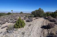 25-Pinyon_Pine_44,apex_of_loop_hike,very_nice_distant_desert_mountain_views