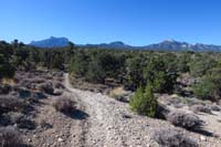 26-Pinyon_Pine_44,apex_of_loop-continuing_S