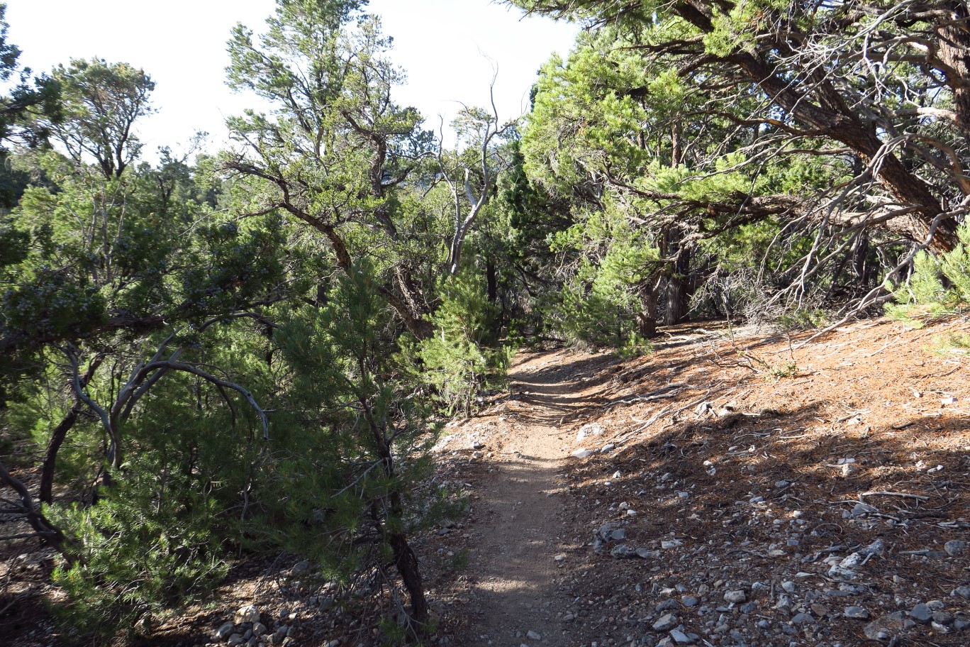 09-nice_canopy_cover_along_trail