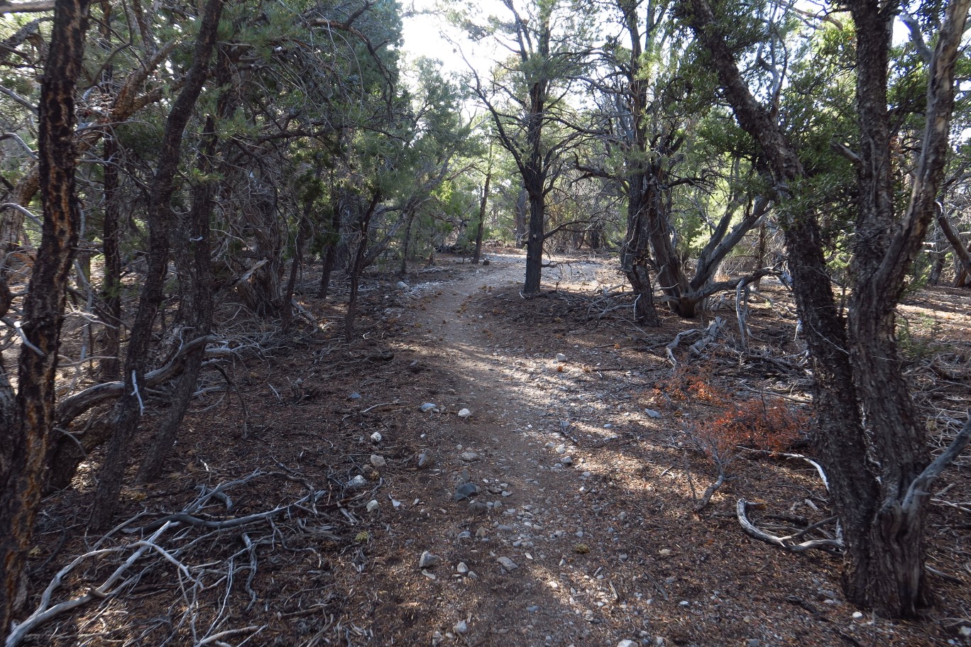 12-nice_canopy_cover_along_trail