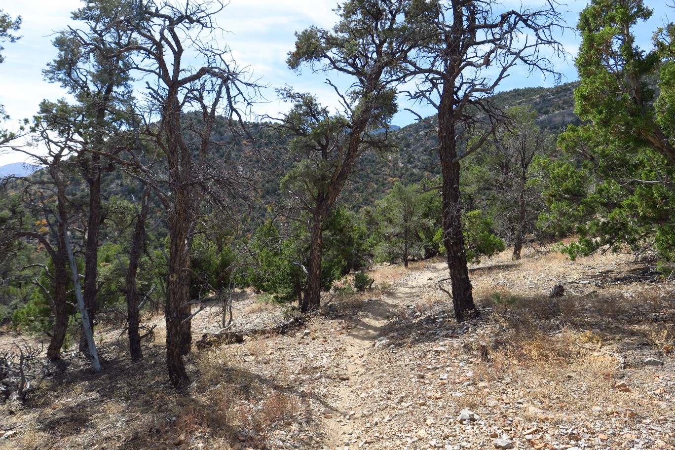 44-scenery_along_the_trail