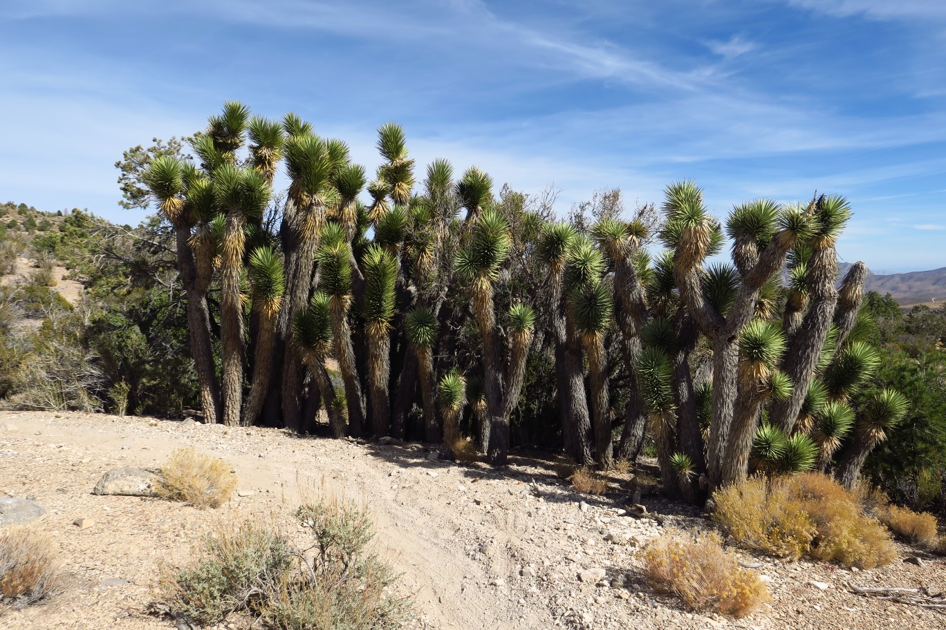 54-unique_stand_of_Joshua_Trees