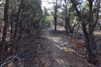 12-nice_canopy_cover_along_trail