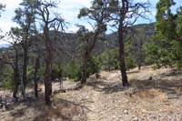 44-scenery_along_the_trail