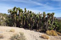 54-unique_stand_of_Joshua_Trees