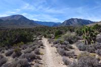 55-scenic_view_along_trail_looking_up_Kyle_Canyon_towards_Charleston_Peak