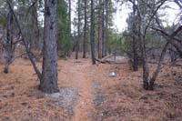 78-very_nice_trail_through_a_scenic_Ponderosa_Pine_Tree_forest