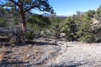 56-Mud_Springs_Spur_WP-looking_west,trail_covered_with_debris_to_discourage_use