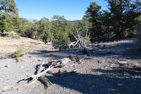 57-Mud_Springs_Spur_WP-looking_east,trail_covered_with_debris_to_discourage_use