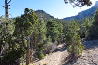 59-very_nice_forest_scenery_along_the_trail