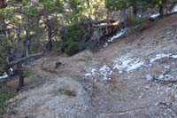 64-recent_fallen_tree_on_trail,trail_redirected_to_go_around