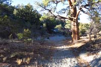 74-mostly_walking_through_a_wash,nice_Ponderosa_Pine_Trees