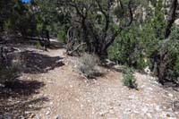 08-ShdyTinCanALT4_waypoint-left-Shady_Hollow_Trail,right-alternate_shortcut(see_Laszlo_in_distance_right)