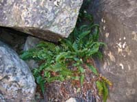 59-an_actual_fern_in_a_canyon
