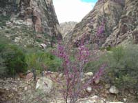 113-Red_Bud_blooming_with_Fern_Canyon_in_background