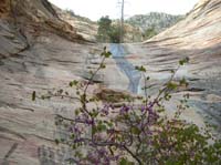 027-another_cascading_waterfall_with_Red_Bud_in_bloom