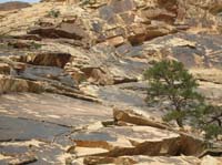 031-young_Ewe_walking_along_the_sandstone